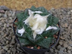 Ariocarpus fissuratus, květináč 5,5 cm Cites IA - 12415737