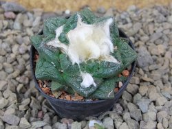 Ariocarpus fissuratus, květináč 5,5 cm Cites IA - 12415738