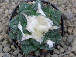 Ariocarpus fissuratus, květináč 5,5 cm Cites IA - 12415739