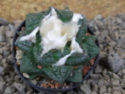 Ariocarpus fissuratus, květináč 5,5 cm Cites IA - 12415740