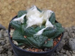 Ariocarpus fissuratus, květináč 5,5 cm Cites IA - 12415741
