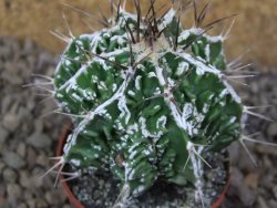 Astrophytum Dinosaur (Fukurio Hannya) květináč 5,5 cm - 12415744