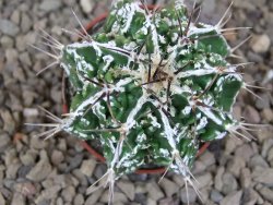 Astrophytum Dinosaur (Fukurio Hannya) květináč 5,5 cm - 12415745