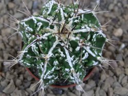 Astrophytum Dinosaur (Fukurio Hannya) květináč 5,5 cm - 12415746