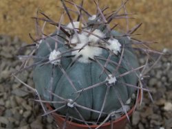 Echinocactus horizonthalonius květináč 5,5 cm Barrel cactus - 12415747