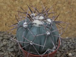 Echinocactus horizonthalonius květináč 5,5 cm Barrel cactus - 12415748