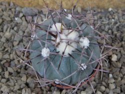 Echinocactus horizonthalonius květináč 5,5 cm Barrel cactus - 12415749