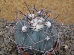 Echinocactus horizonthalonius květináč 5,5 cm Barrel cactus