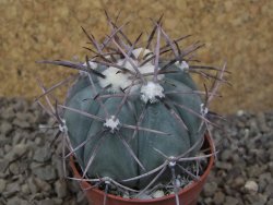 Echinocactus horizonthalonius květináč 5,5 cm Barrel cactus - 12415751