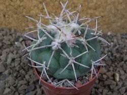 Coryphantha poselgeriana valida SB 288 Cerro Bola květináč 5,5 cm - 12415752