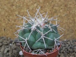 Coryphantha poselgeriana valida SB 288 Cerro Bola květináč 5,5 cm