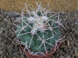 Coryphantha poselgeriana valida SB 288 Cerro Bola květináč 5,5 cm - 12415754