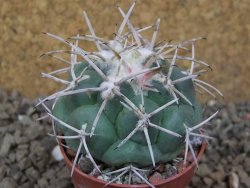 Coryphantha poselgeriana valida SB 288 Cerro Bola květináč 5,5 cm - 12415755