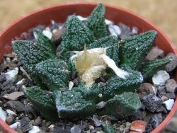 Ariocarpus fissuratus hintonii Matehuala pot 5,5 cm Cites IA - 12415758