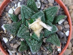 Ariocarpus fissuratus hintonii Matehuala pot 5,5 cm Cites IA - 12415759