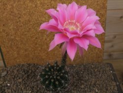 Echinopsis hybrid, květináč 6,5 cm - 12415760