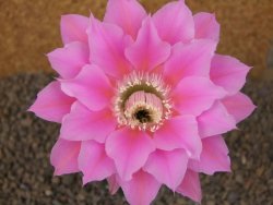 Echinopsis hybrid, květináč 6,5 cm
