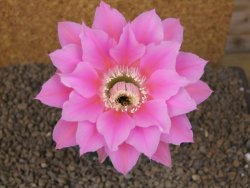 Echinopsis hybrid, květináč 6,5 cm - 12415762