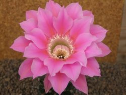 Echinopsis hybrid, květináč 6,5 cm - 12415763