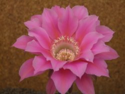 Echinopsis hybrid, květináč 6,5 cm - 12415764
