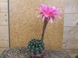 Echinopsis hybrid, květináč 6,5 cm - 12415765