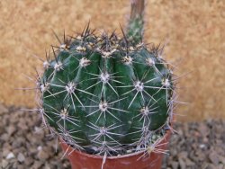 Echinopsis hybrid, květináč 6,5 cm - 12415766
