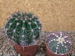 Echinopsis hybrid, květináč 6,5 cm - 12415767