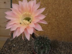 Echinopsis hybrid, květináč 6,5 cm - 12415768