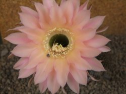 Echinopsis hybrid, květináč 6,5 cm