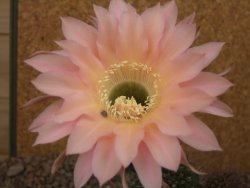 Echinopsis hybrid, květináč 6,5 cm - 12415770