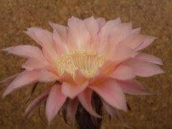 Echinopsis hybrid, květináč 6,5 cm - 12415771