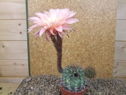 Echinopsis hybrid, květináč 6,5 cm - 12415772