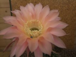 Echinopsis hybrid, květináč 6,5 cm - 12415773
