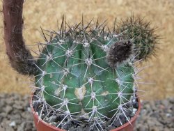 Echinopsis hybrid, květináč 6,5 cm - 12415774
