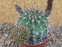 Echinopsis hybrid, květináč 6,5 cm - 12415775
