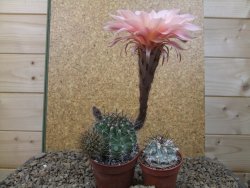 Echinopsis hybrid, květináč 6,5 cm - 12415776