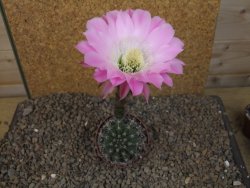 Echinopsis hybrid, květináč 6,5 cm - 12415778