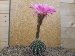 Echinopsis hybrid, květináč 6,5 cm - 12415779