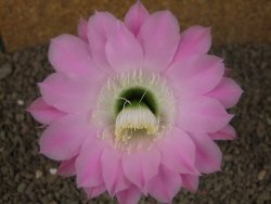 Echinopsis hybrid, květináč 6,5 cm - 12415780