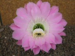Echinopsis hybrid, květináč 6,5 cm