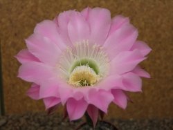 Echinopsis hybrid, květináč 6,5 cm - 12415782