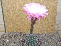 Echinopsis hybrid, květináč 6,5 cm - 12415783