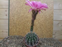 Echinopsis hybrid, květináč 6,5 cm - 12415784
