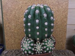 Trichocereus grandiflorus cv. Imperialis XXL, květináč 13 cm - 12415787