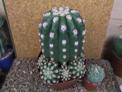 Trichocereus grandiflorus cv. Imperialis XXL, květináč 13 cm - 12415790