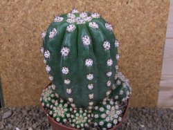 Trichocereus grandiflorus cv. Imperialis XXL, květináč 13 cm
