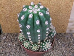 Trichocereus grandiflorus cv. Imperialis XXL, květináč 13 cm - 12415792
