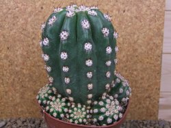 Trichocereus grandiflorus cv. Imperialis XXL, květináč 13 cm - 12415793