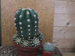 Trichocereus grandiflorus cv. Imperialis XXL, květináč 13 cm - 12415794