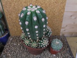 Trichocereus grandiflorus cv. Imperialis XXL, květináč 13 cm - 12415795